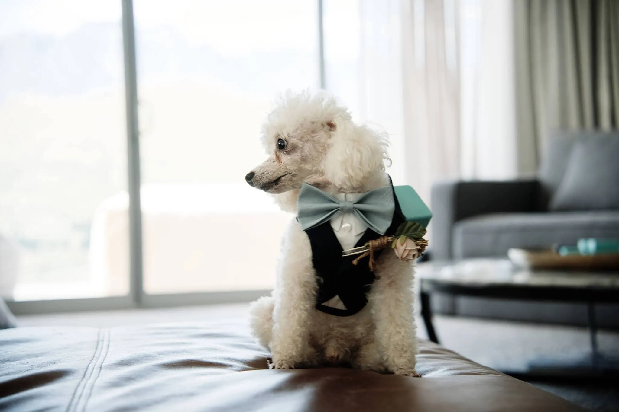 Carlos and Wanzhu's poodle wearing a bow tie sitting on a couch during an intimate Cecil Peak Heli Elopement Wedding.