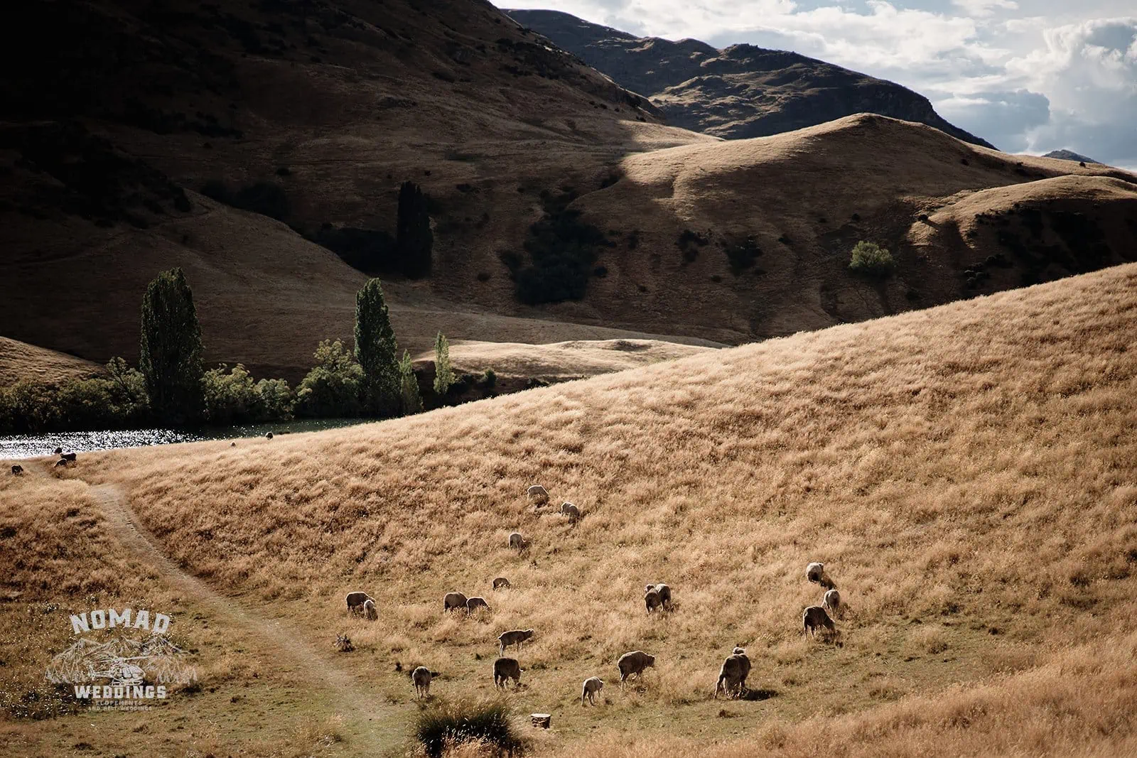 Queenstown New Zealand Elopement Wedding Photographer - A group of sheep grazing in a grassy field, summer edition.