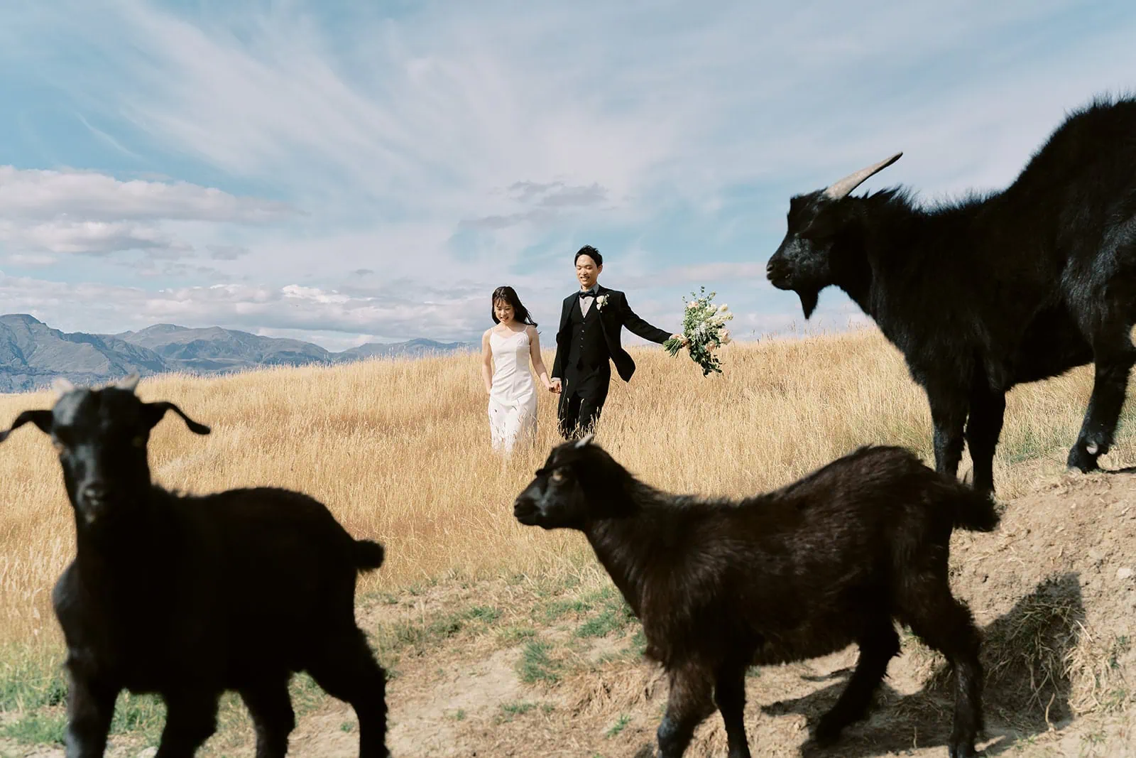クイーンズタウン　テカポ　ニュージーランド　エロープメント 前撮り　フォトウェディング　結婚式 | クイーンズタウンで、ウェディングドレスを着たカップルがヤギのいる野原を歩いている。