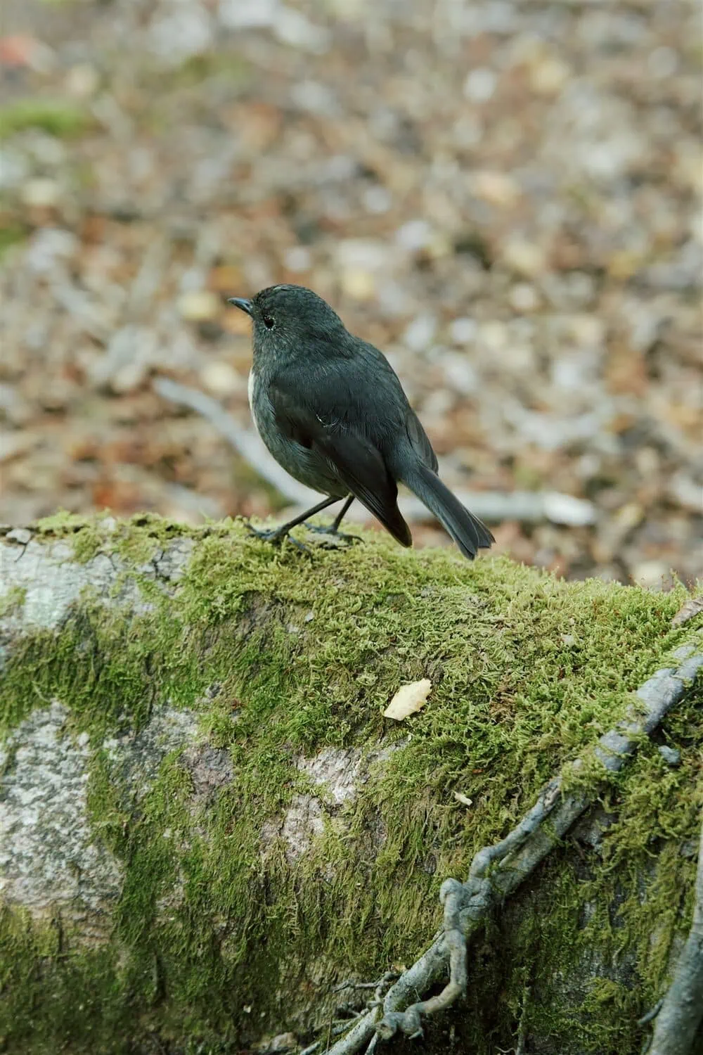 queenstown new zealand heli wedding elopement photographer videographer | A small black bird with a white breast stands on a moss-covered log, as if posing for a Glenorchy elopement wedding photo, surrounded by a blurred natural background.