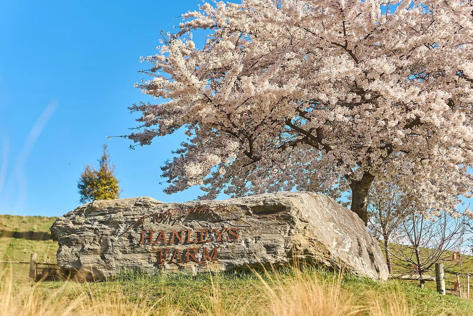 queenstown new zealand heli wedding elopement photographer videographer | A large rock engraved with "Hanley's Farm" sits beneath a blooming cherry blossom tree against a clear blue sky, offering a picturesque welcome near Jacks Point—perfect for those seeking short term accommodation.
